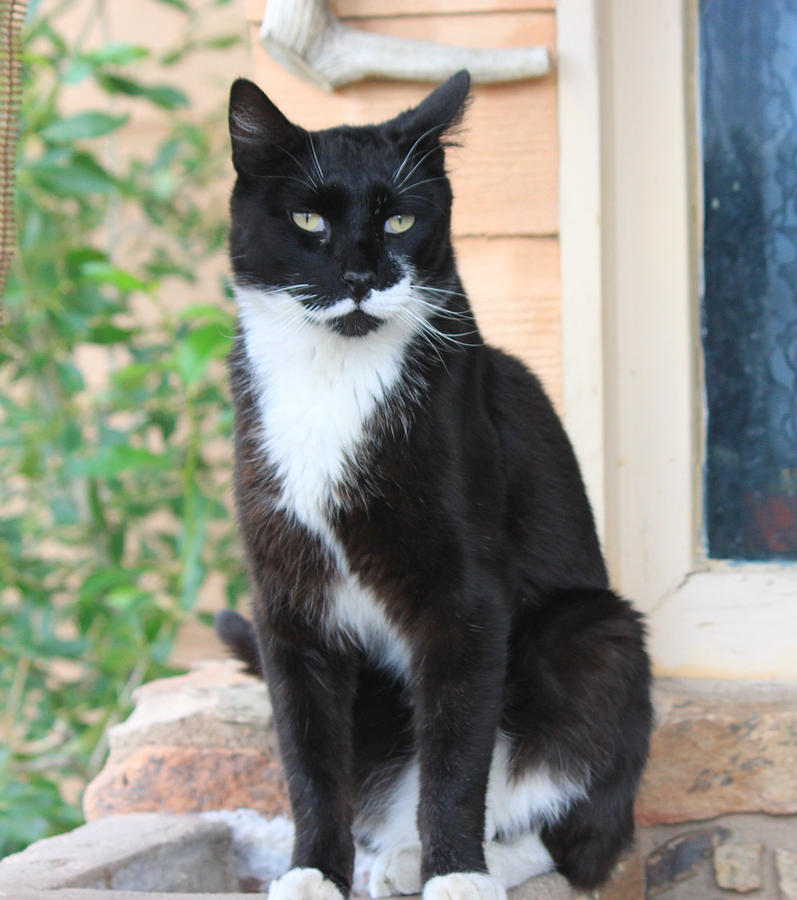 Sylvester on Porch Photograph by Gerri Duke