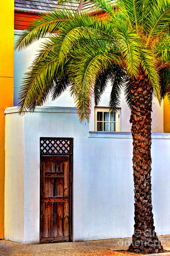 Sylvester Palm Tree Photograph by C W Hooper