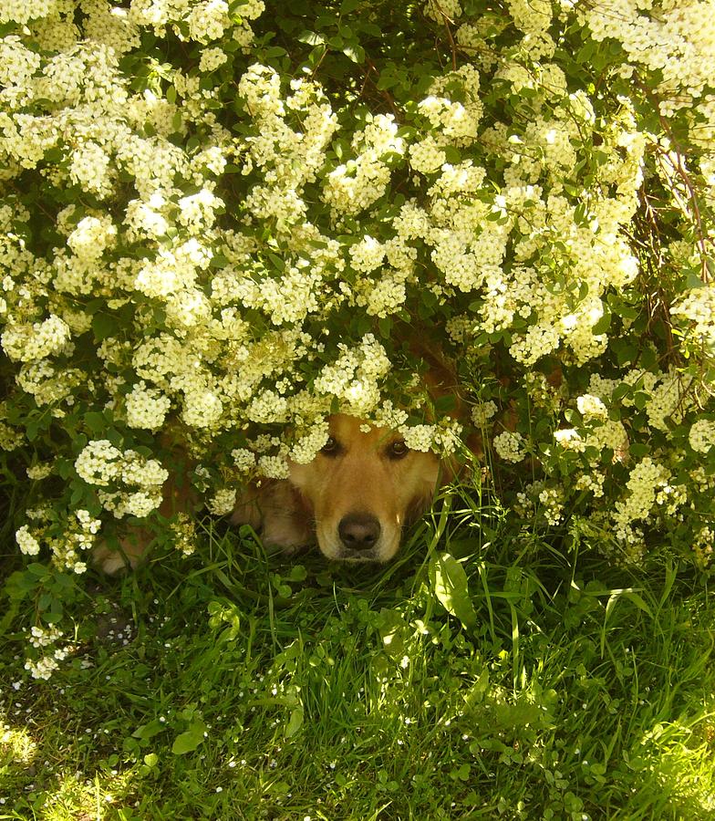 Dog Photograph - Symbiont by Beata Rosslerova