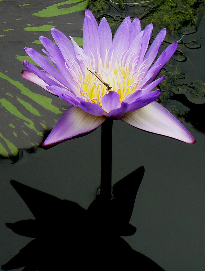 Insect Photograph - Symbiosis by Baato Insect Photograph - Symbiosis by Baato