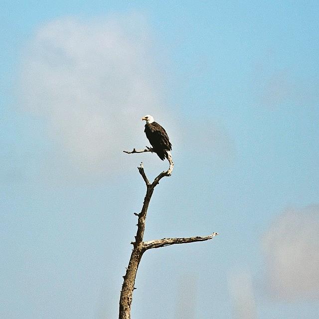 Nature Photograph - Symbol Of Freedom #baldeagle #bayou by Scott Pellegrin