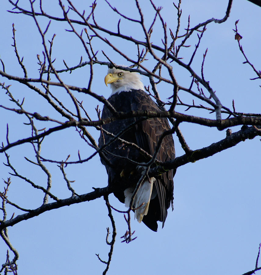 Symbol of Freedom Photograph by Kimberly Morin - Fine Art America