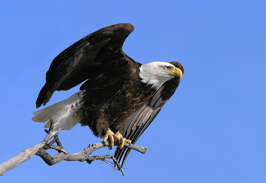 Symbol of Freedom Photograph by Ronnie And Frances Howard