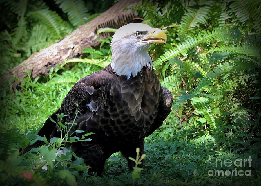 Symbol of Freedom The Bald Eagle Photograph by Diann Fisher