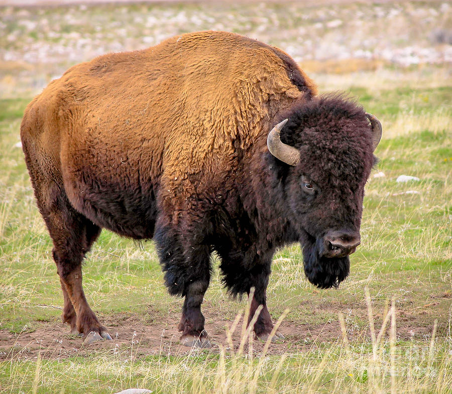 Symbol Of The West 3 Photograph by Tonya Hance