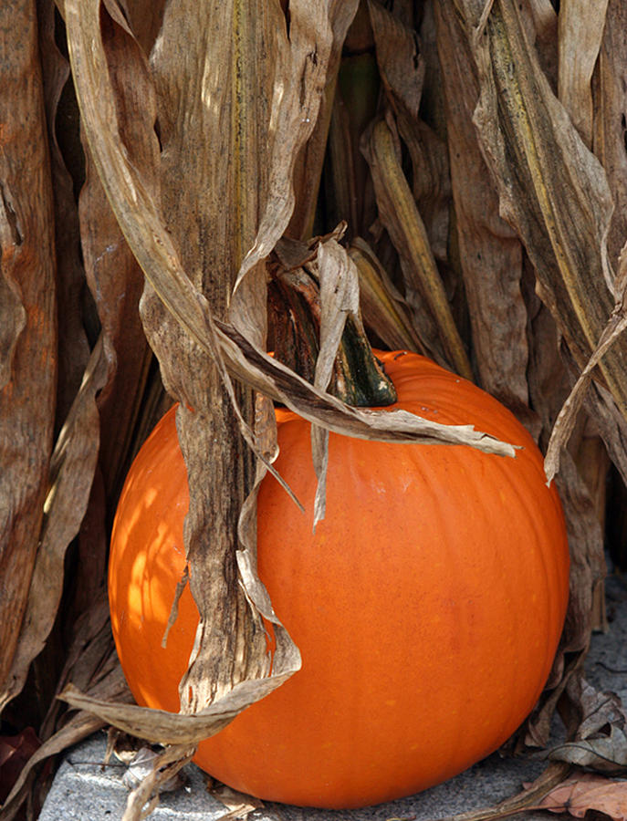 Pumpkin Photograph - Symbols of Fall by Linda A Waterhouse