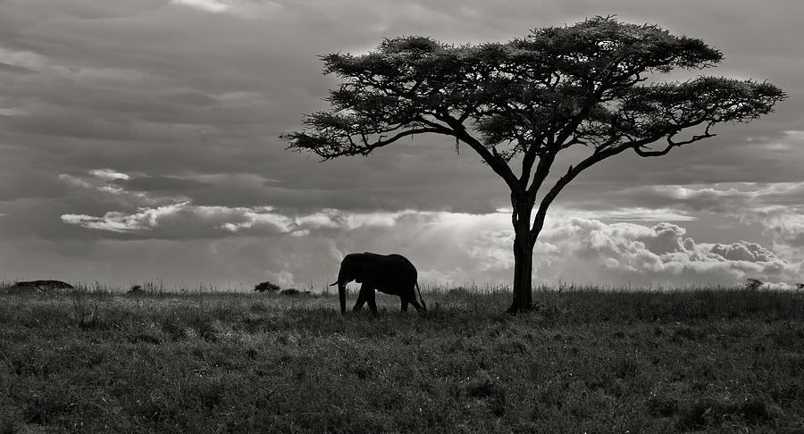 Symbols of Serengeti Photograph by Helene Wallaert and Remy Simon | Pixels