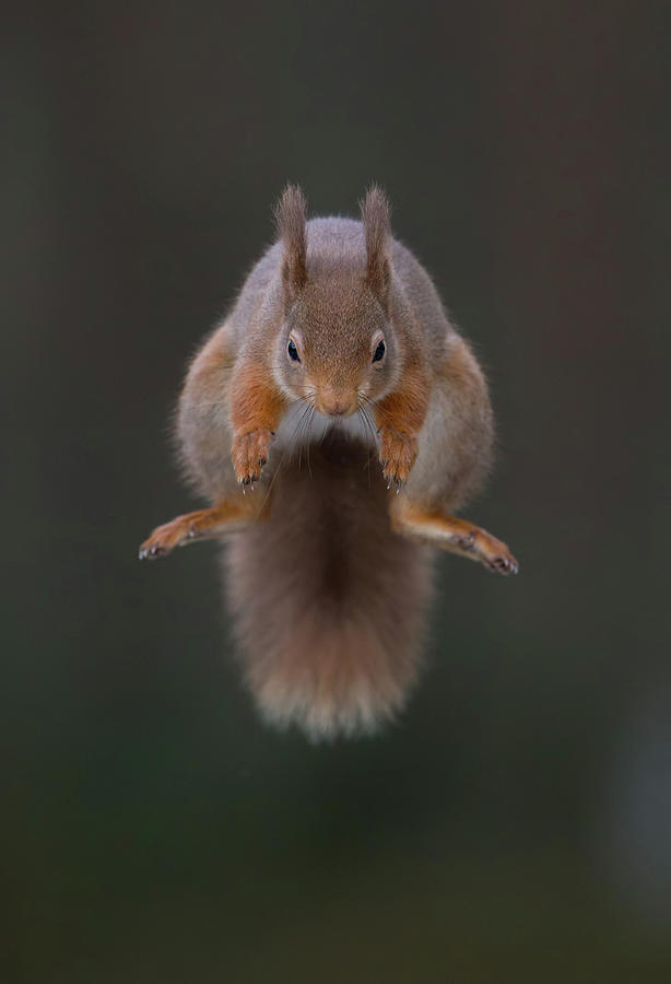 Symmetric Squirrel Photograph by Pete Walkden