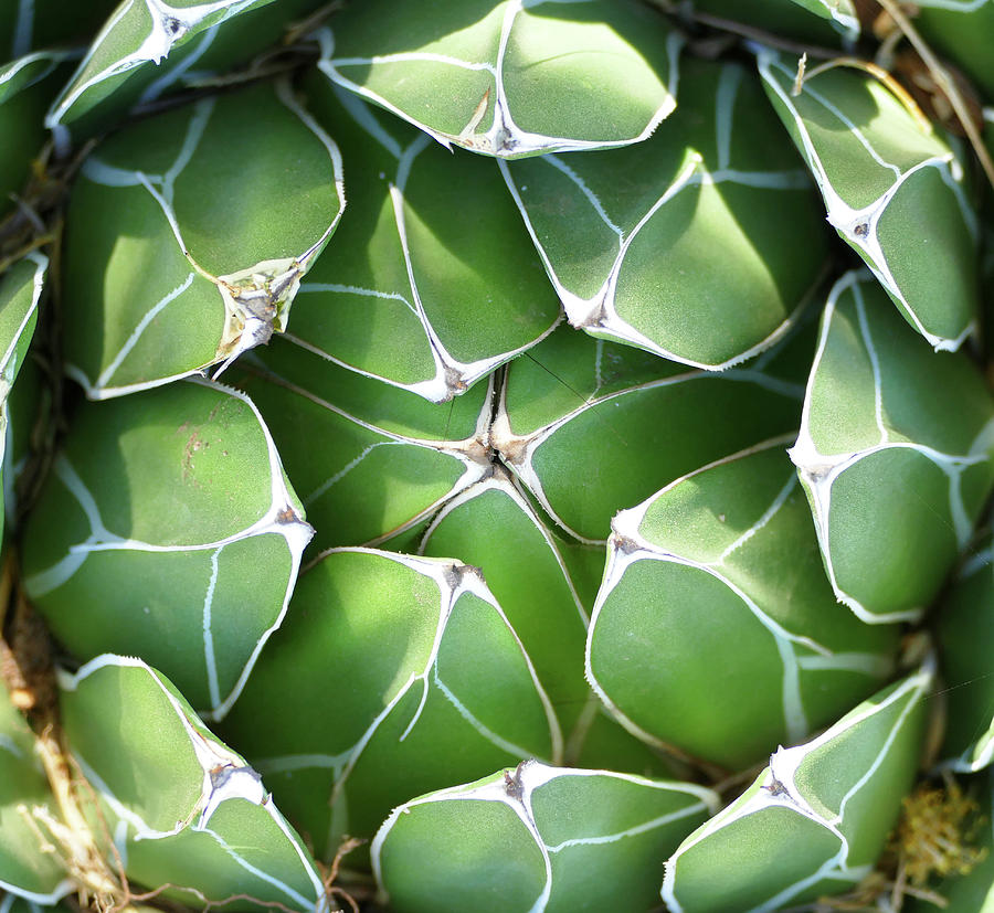 Symmetrical Succulent Photograph by Laurel Powell