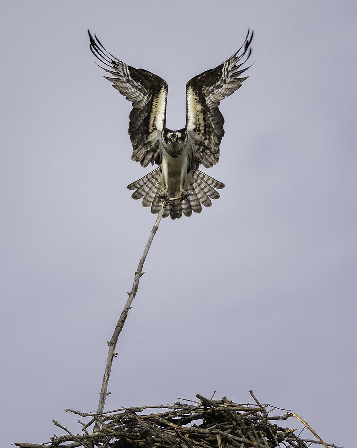 Osprey Photograph - Symmetry by Everet Regal