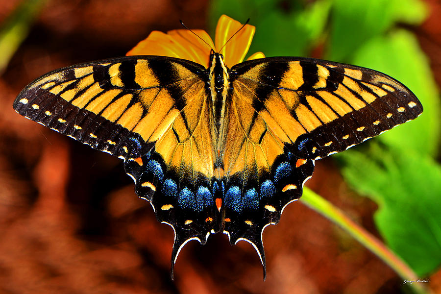 Symmetry Of A Butterfly 004 Photograph by George Bostian