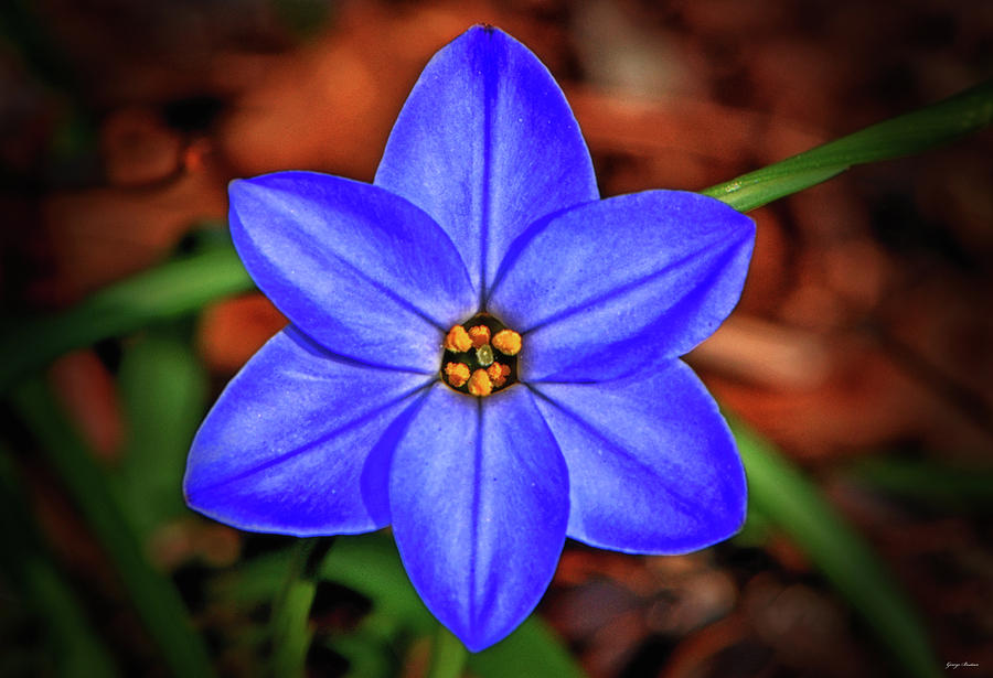 Symmetry Of Nature - Blue Flower 003 Photograph by George Bostian