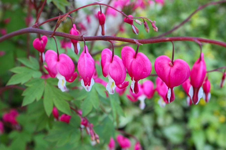 Sympathetic Bleeding Heart Photograph by Myrna Migala | Fine Art America