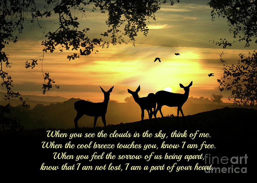 Sympathy Poem with Deer In Sunrise Photograph by Stephanie Laird