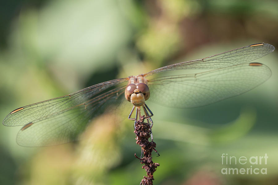 Nature Photograph - Sympetrum meridionale female by Jivko Nakev