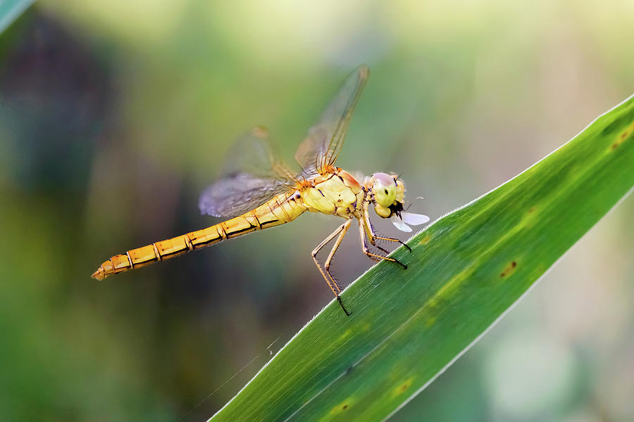 Sympetrum striolatum dragonfly Photograph by Alain De Maximy - Fine Art ...