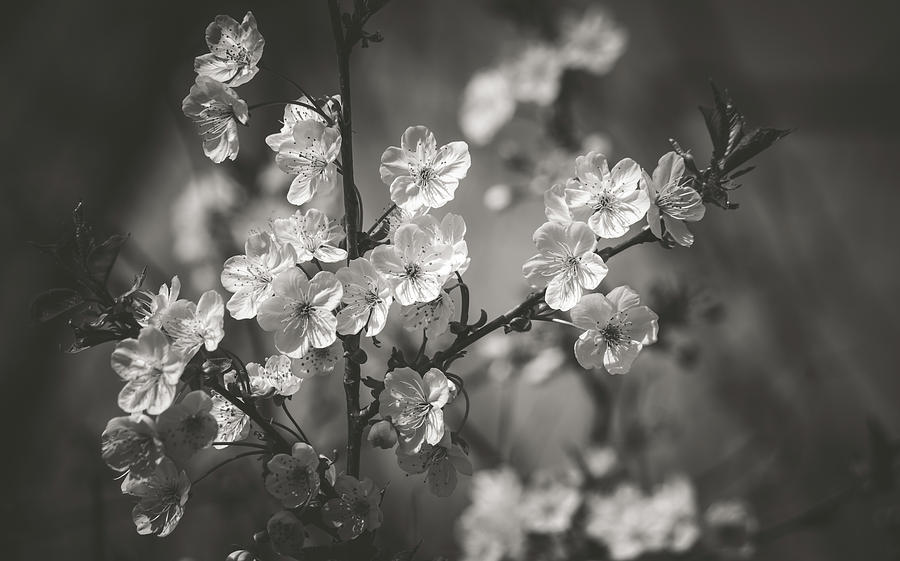 Symphony Photograph by Amanda Cook - Fine Art America