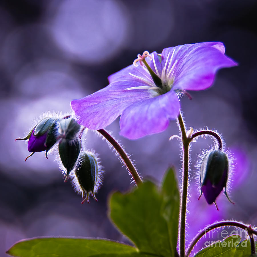 Flowers Still Life Photograph - Symphony of Light by Neil Shapiro