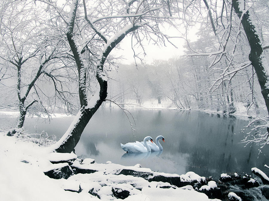 Winter Photograph - Synchronicity by Jessica Jenney