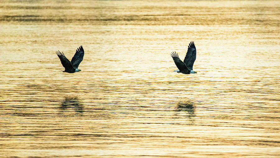 Synchronized Bald Eagles at Dawn 2 of 2 Photograph by Jeff at JSJ Photography