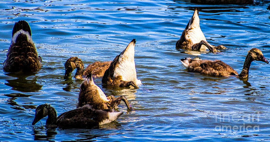 Geese Photograph - Synchronized Canadian Mooning by William Norton
