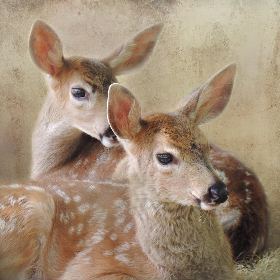 Deer Photograph - Synchronized Curiosity by Sally Banfill