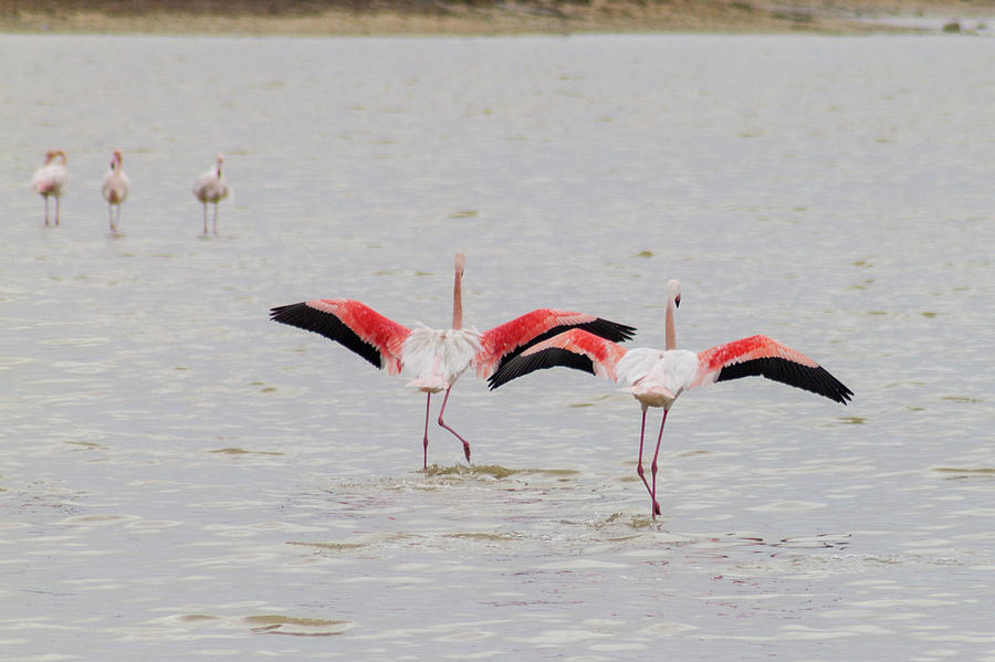 synchronized-flamingo-take-off-iordanis-pallikaras.jpg