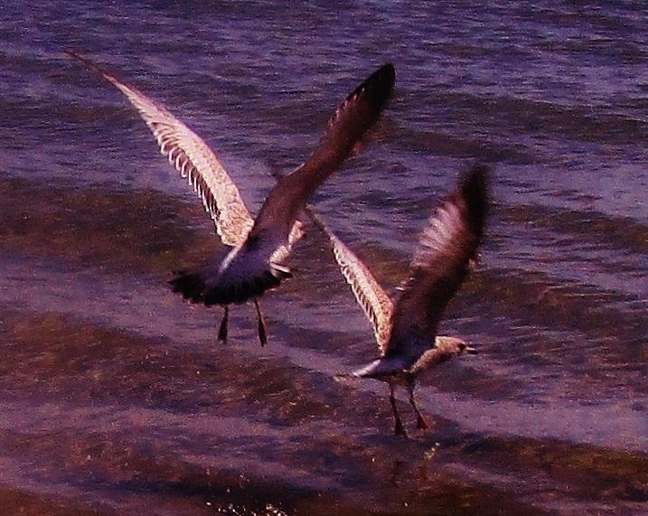 Seagull Photograph - Synchronized Landing by Sharon Ackley
