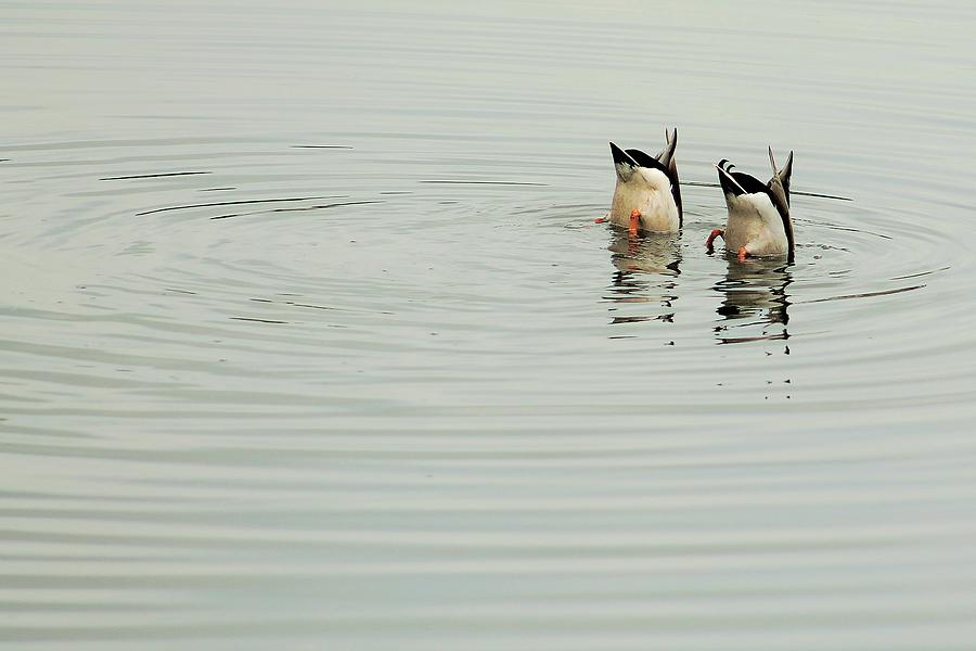 Duck Photograph - Synchronized Swimmers by Karl Anderson