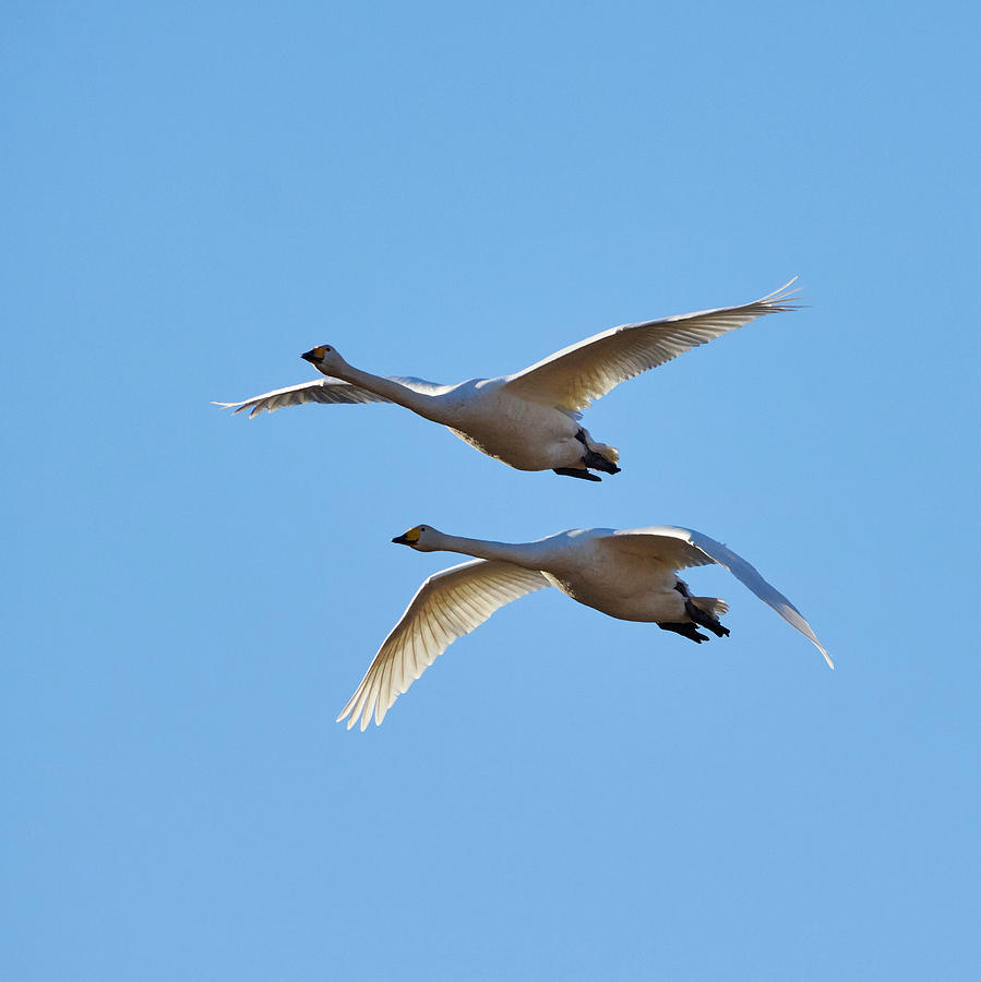 Syncronized. Whooper Swans Photograph by Jouko Lehto