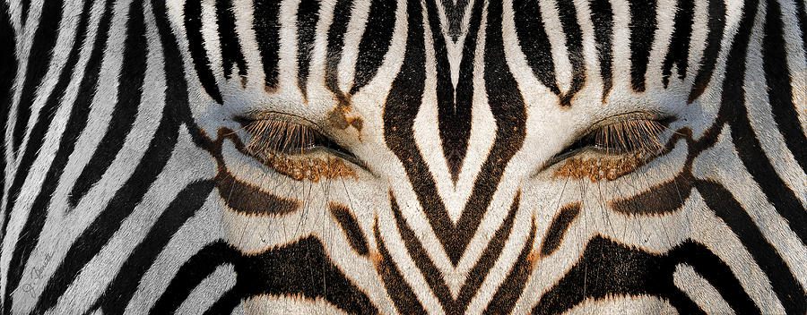 Synthetic Zebra Photograph by Joe Bonita