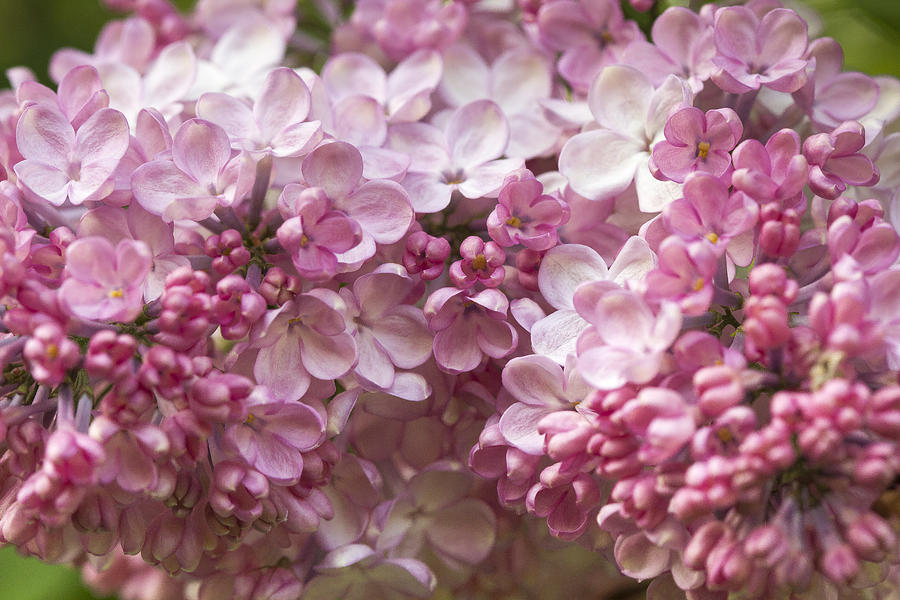 Spring Photograph - Syringa Vulgaris Lilac Or Liliac by Nick Mares