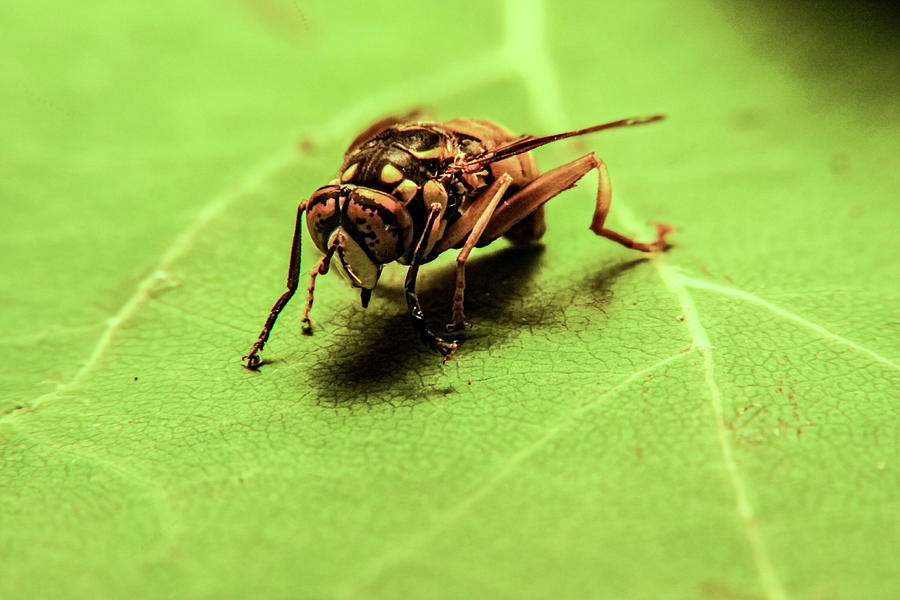 Syrphid Fly on Green Leaf Photograph by Douglas Barnett
