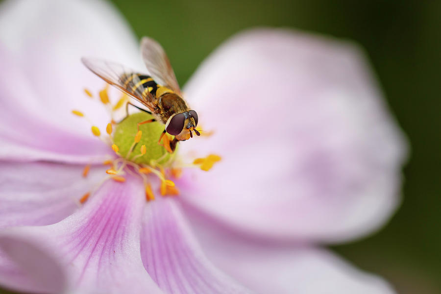 Syrphus Ribesii Hoverfly on Flower Photograph by Rick Deacon
