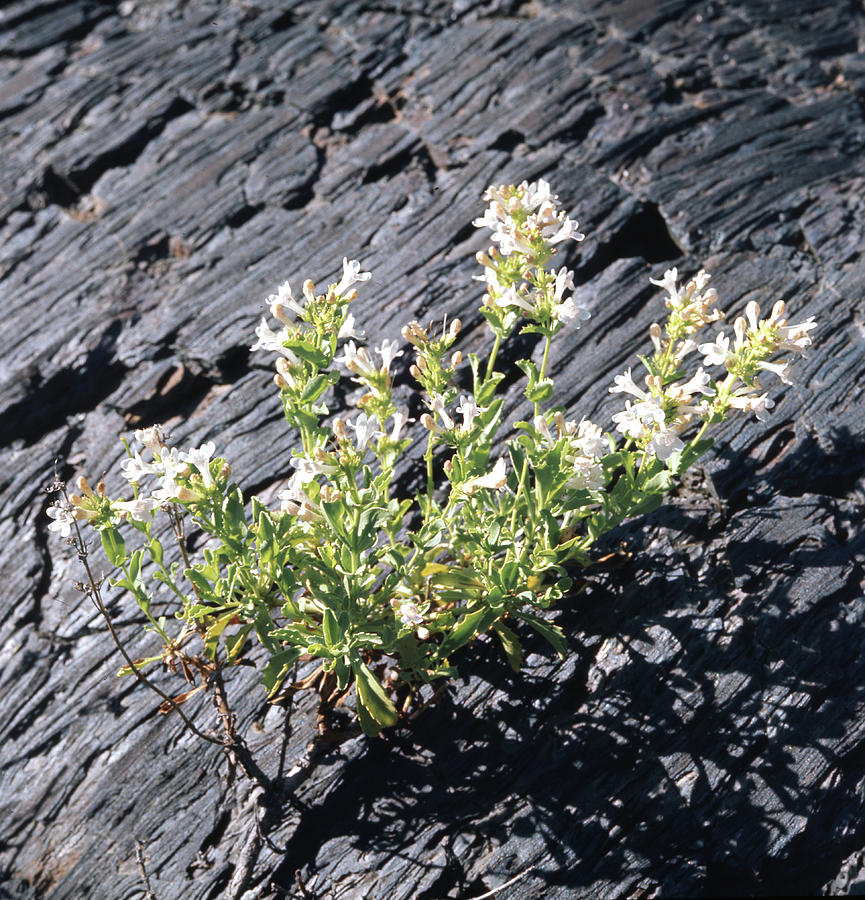 T-107709 Hot Rock Penstemon Photograph by Ed Cooper Photography