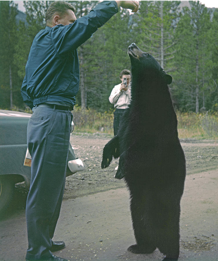 T-203503 Bear Feeding in the Old Days Photograph by Ed  Cooper Photography