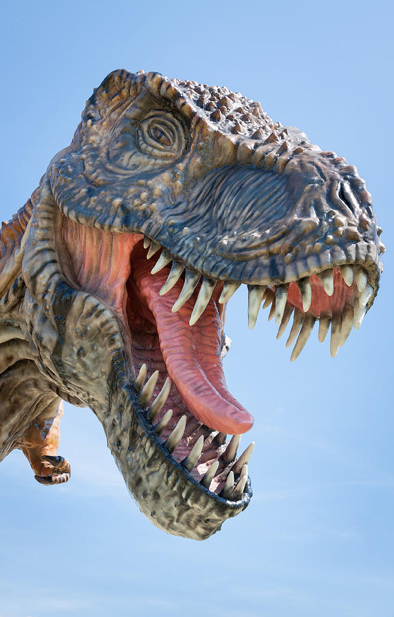 T-rex Close Up Photograph by Artur Mroszczyk