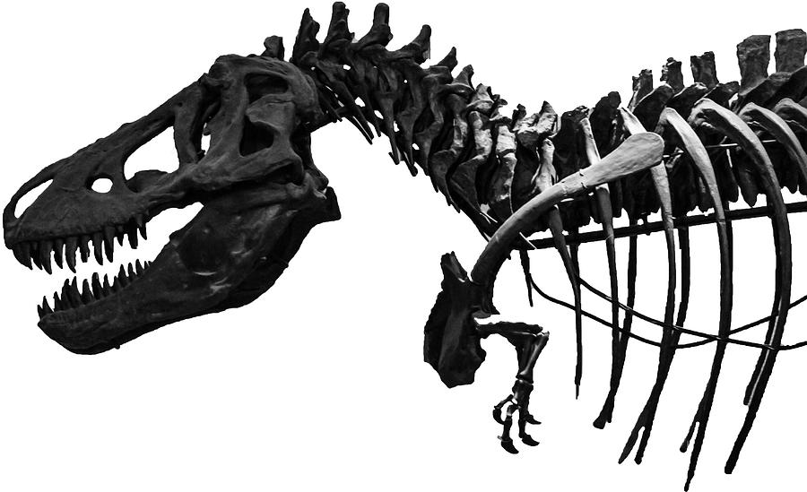Jurassic Park Photograph - T-Rex by Martin Newman