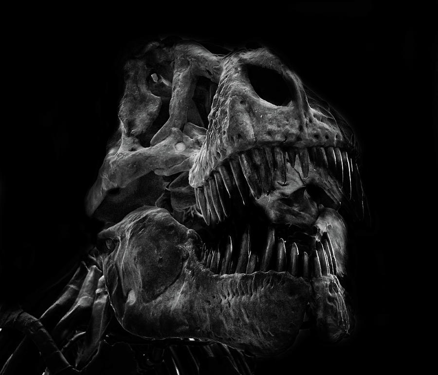 T Rex Skull Photograph