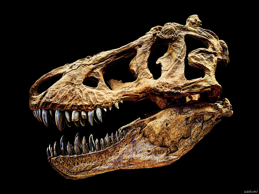 T-rex Skull Photograph by Weston Westmoreland