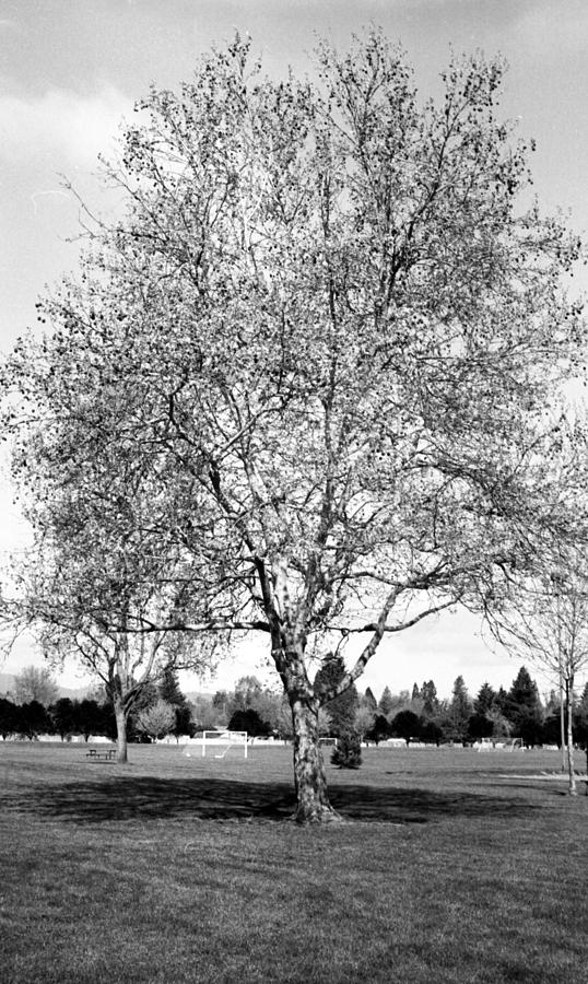 Ta da the tree Photograph by Teri Schuster