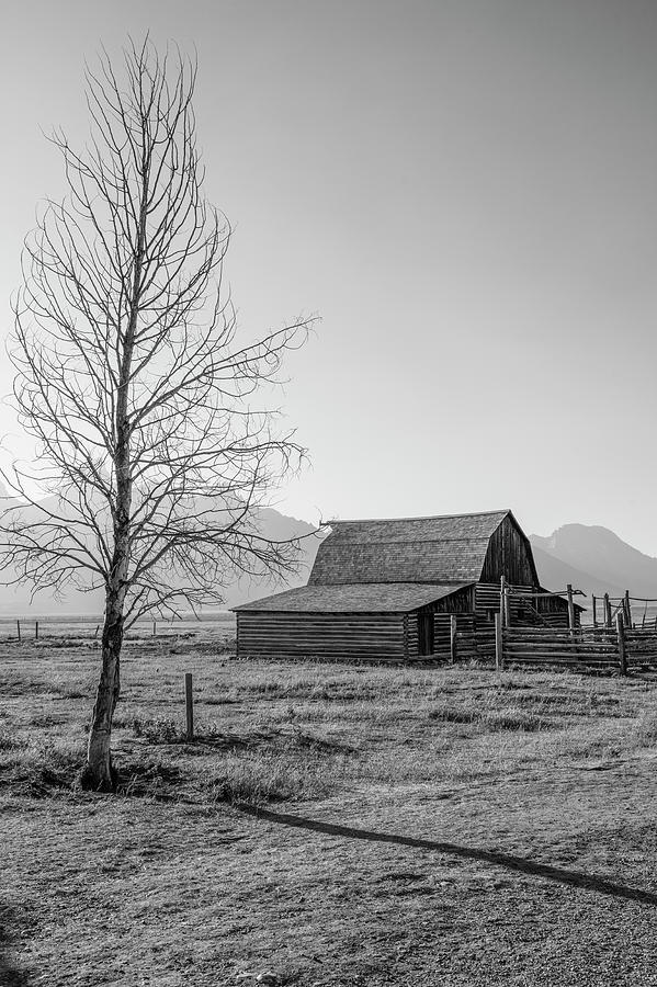 T.A. Moulton Barn with Tree Photograph by John McGraw