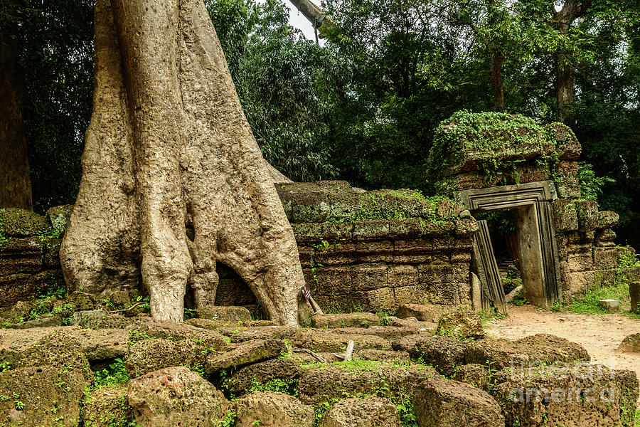Ta Prohm 1 Photograph by Werner Padarin