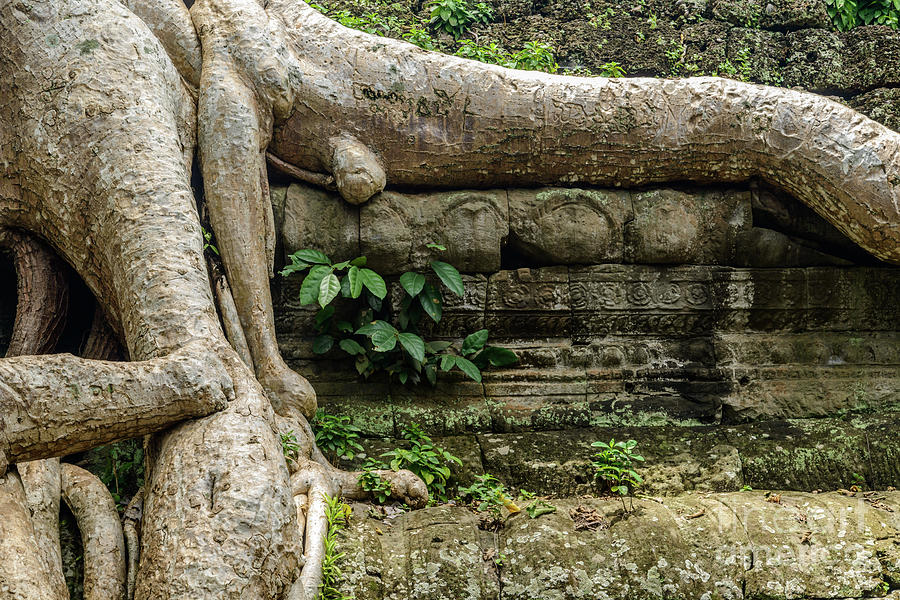 Ta Prohm 3 Photograph by Werner Padarin