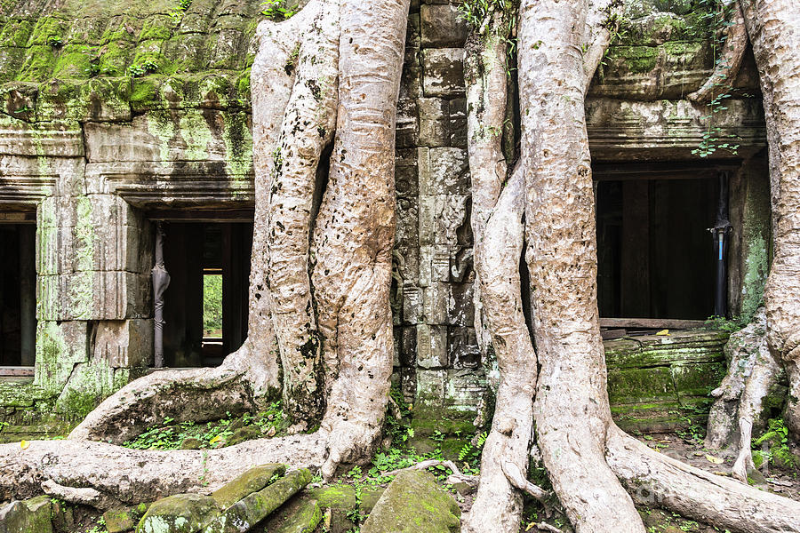 Ta Prohm temple in Angkor, Siem Reap in Cambodia Photograph by Didier Marti