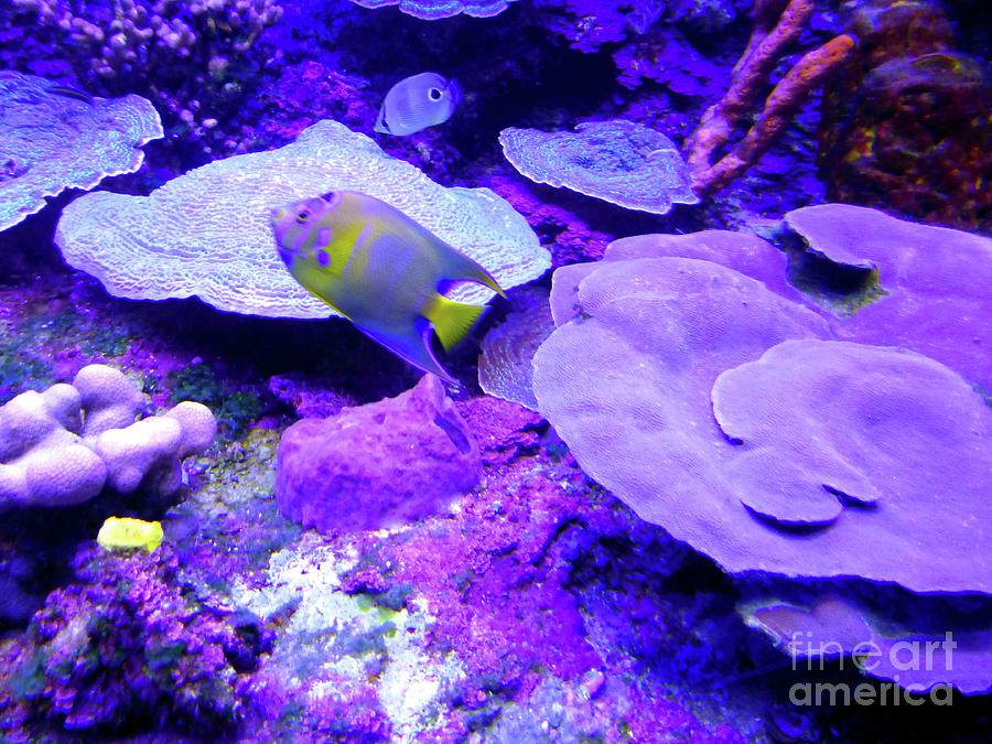 TA Purple Coral and Fish Photograph by Francesca Mackenney