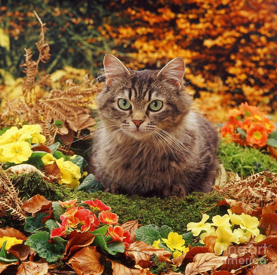 Tabby and Autumn Gold Photograph by Warren Photographic