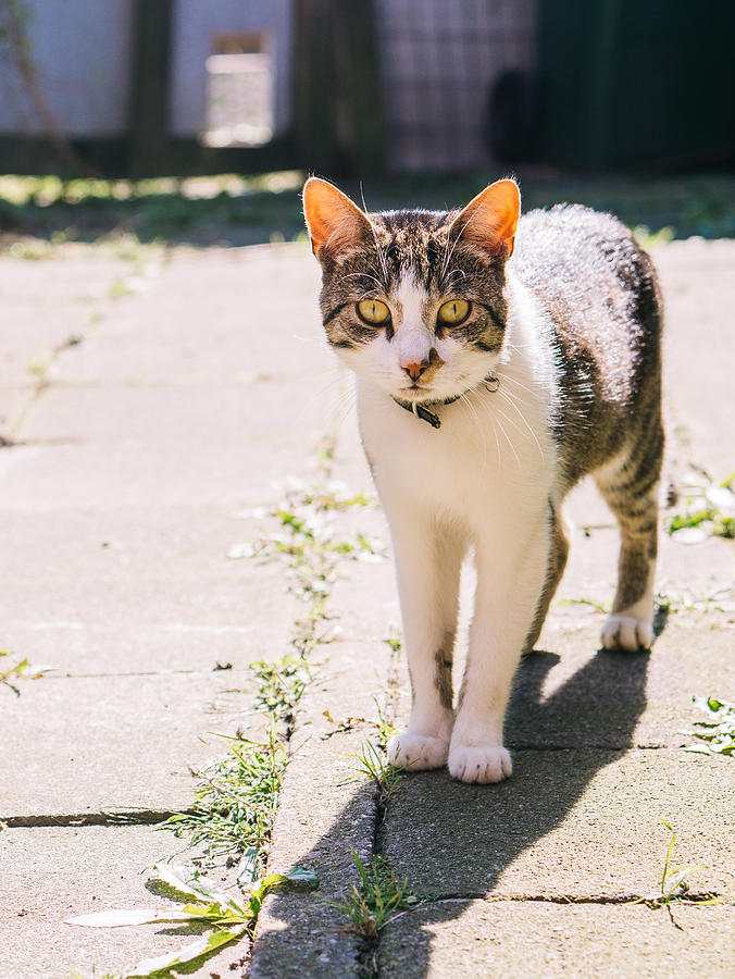 Tabby And White Cat In The Sun Photograph