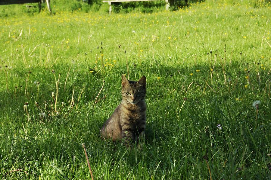 Tabby cat Photograph by Lenka Rottova - Fine Art America