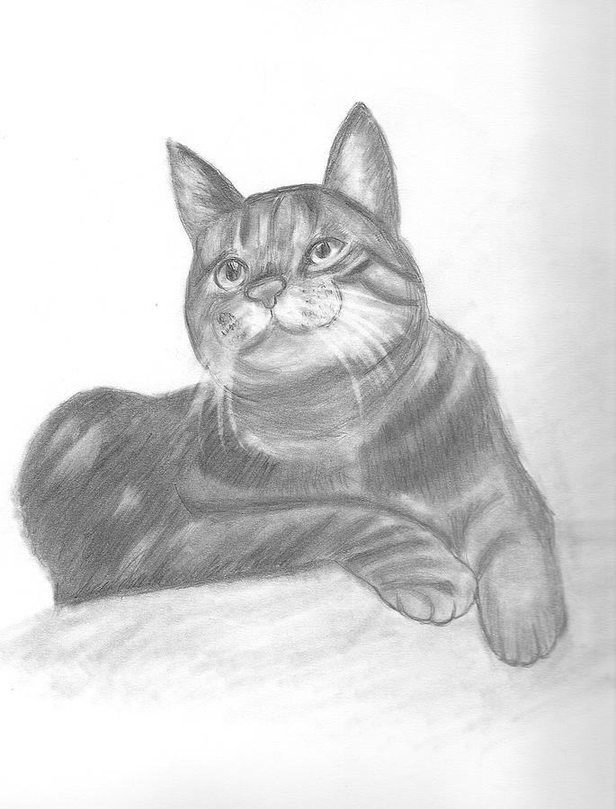 How to Draw a Realistic Cat Step-by-step - Udemy Blog